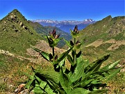 48 Gentiana purpurea (Genziana porporina) alla Bocchetta di Budria con Pizzo del vento a sx e Disgrazia a dx